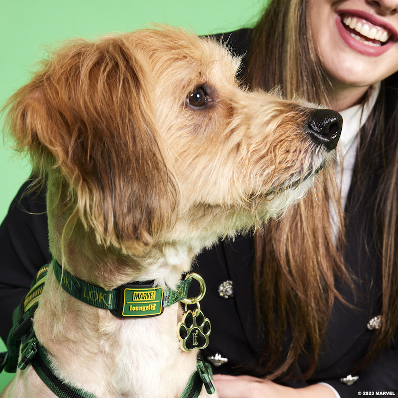 Image of dog wearing the Loki Collar with Loungefly branded charm 